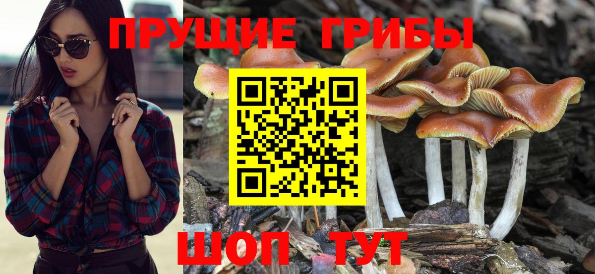 Галлюциногенные грибы Psilocybine cubensis  Вход с VPN  Сафоново 